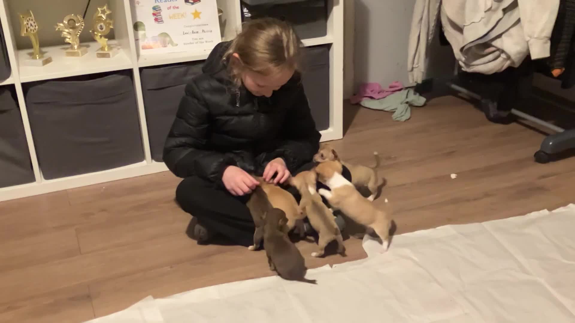 Chihuahua dogs for sale: CHIHUAHUA PUPPIES 3 only available now  - Video 2