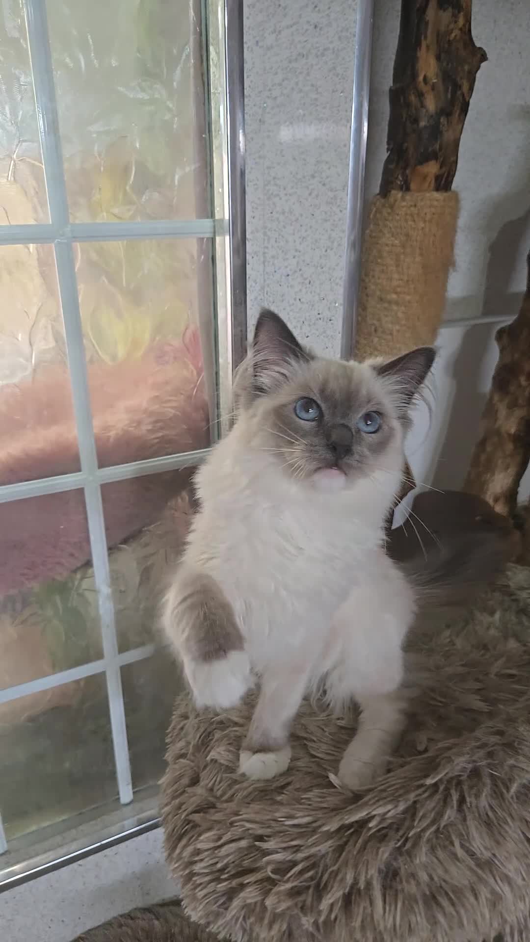 Ragdoll cats for sale: Female Blue Mitted Ragdoll Active registered - Video 1