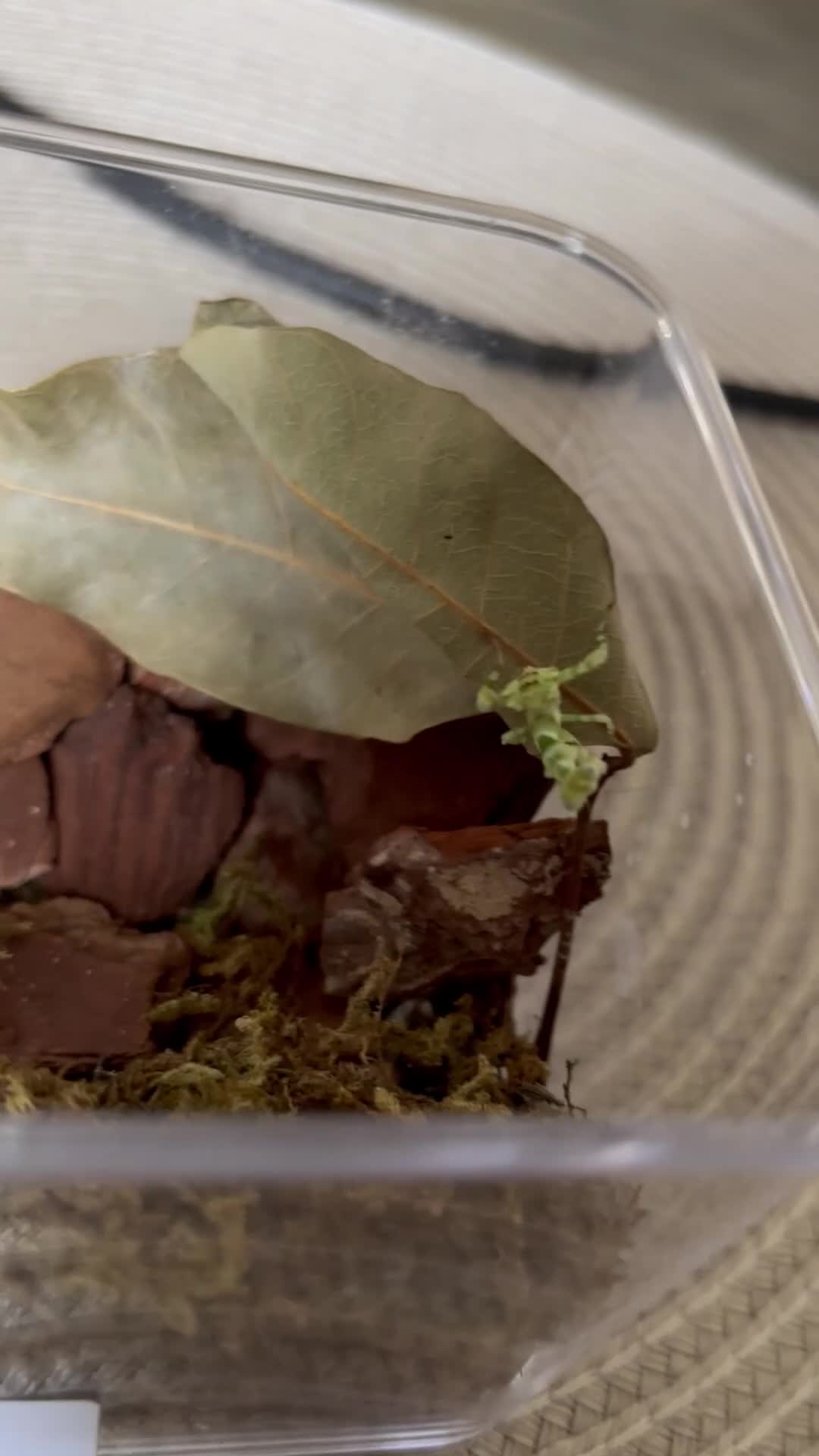 Praying Mantis invertebrates for sale: Praying Mantis - 5 different breeds in Stafford - Video 1