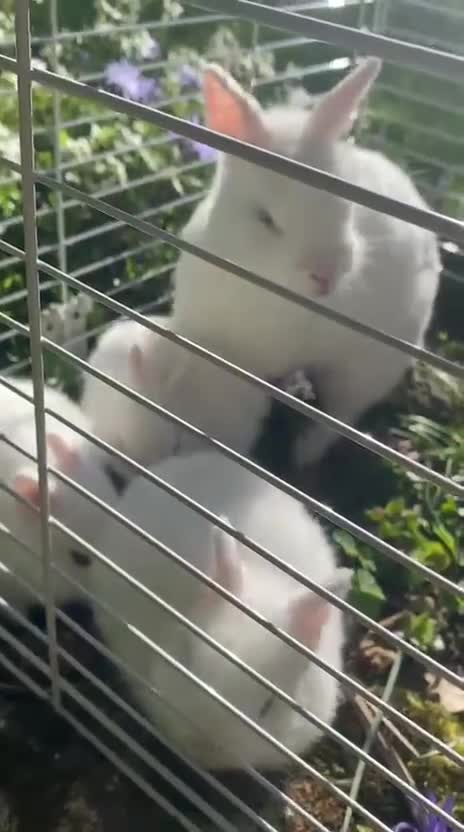 Netherland Dwarf rabbits for sale: Bunny white  in Dunstable - Video 1