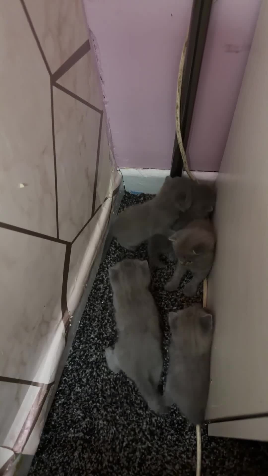British Shorthair cats for sale: British Blue Short Haired Kittens  in Manchester - Video 1