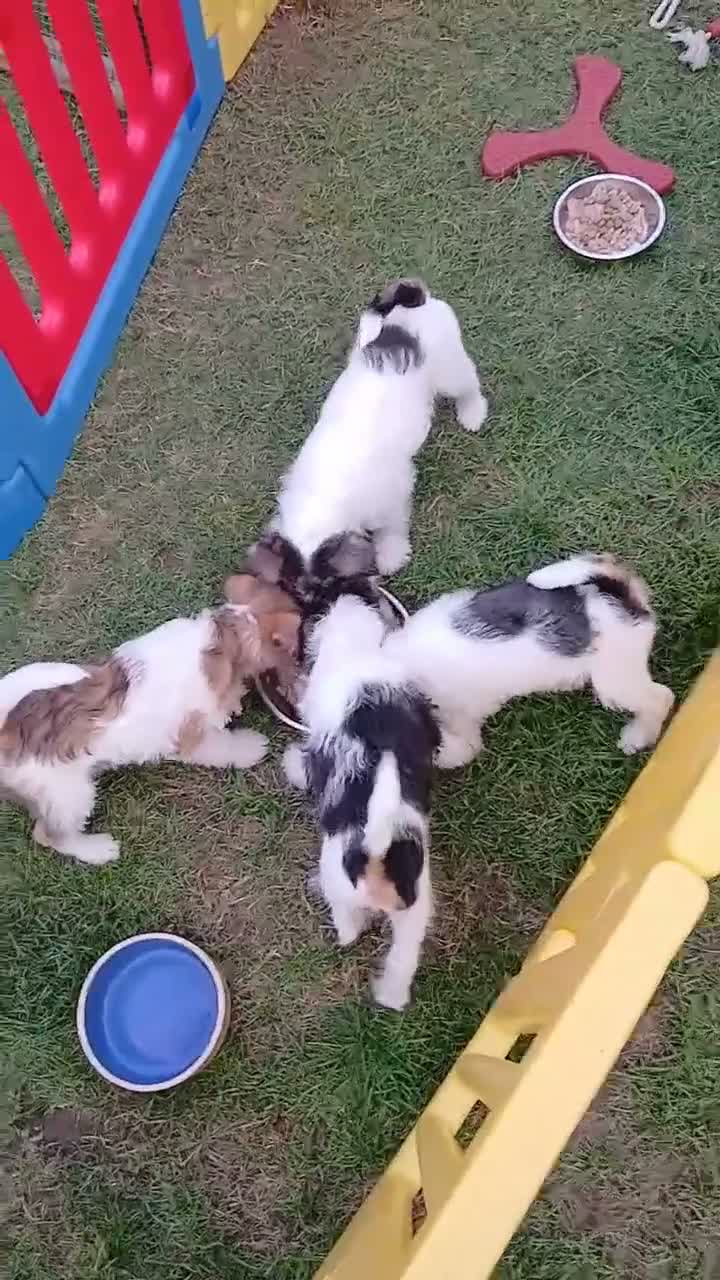 Fox Terrier dogs for sale: KC Wire haired fox terrier pups based in Kent - Video 1