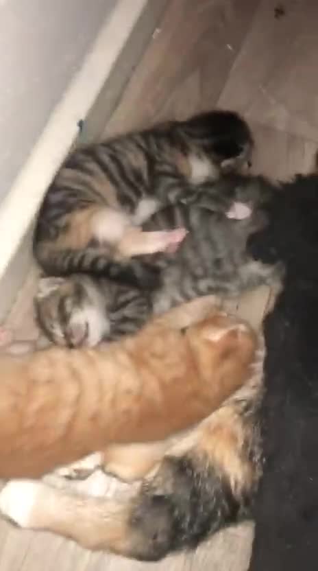 Bengal cats for sale:  🐾 Stunning Bengal Kittens Available  - Video 1
