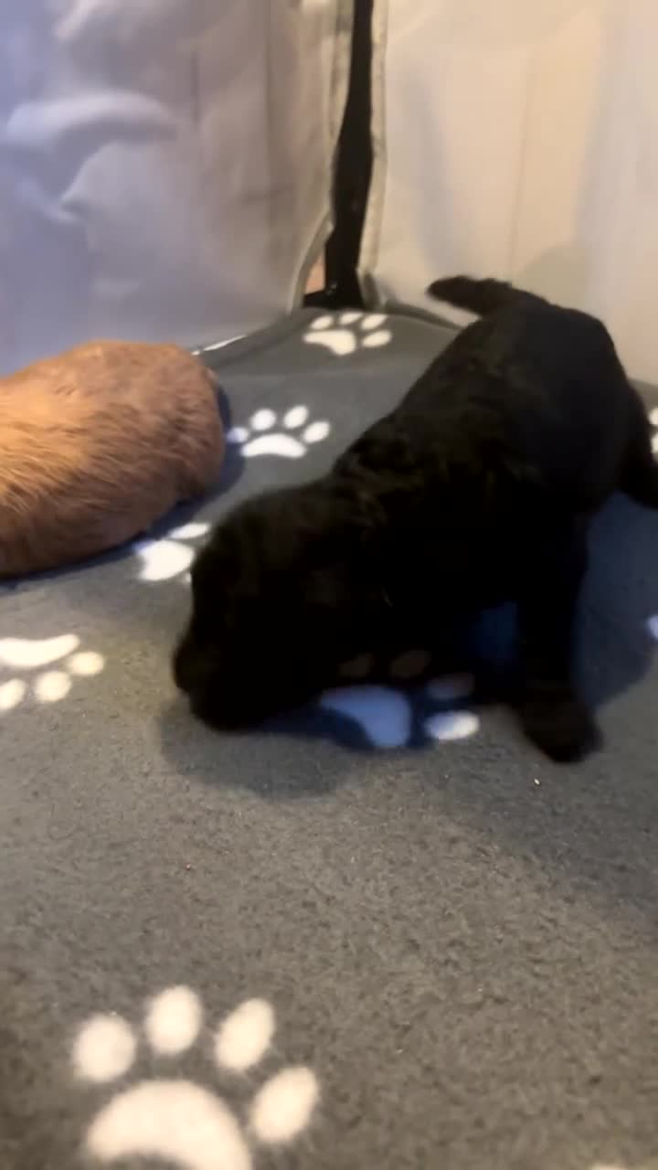 Cockapoo dogs for sale: Beautiful Mini F1B cockapoo puppies - Video 1