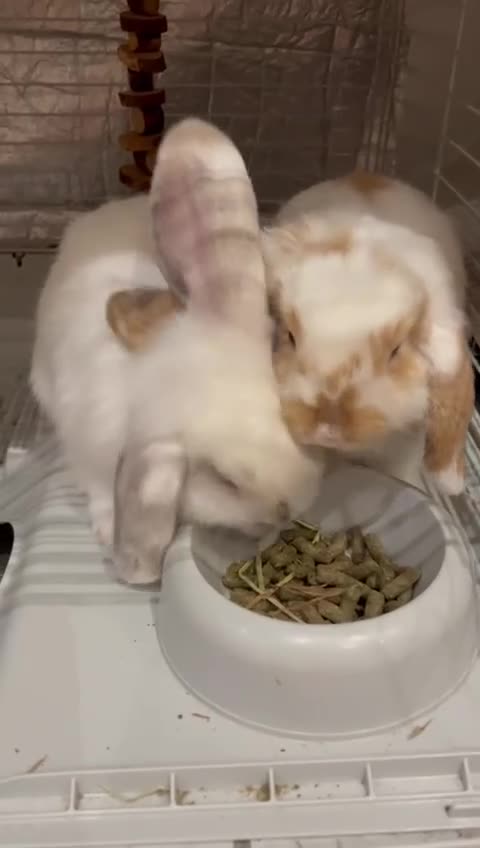Mini Lop rabbits for sale: Adorable Bonded Holland Lop Bunnies cage included - Video 1