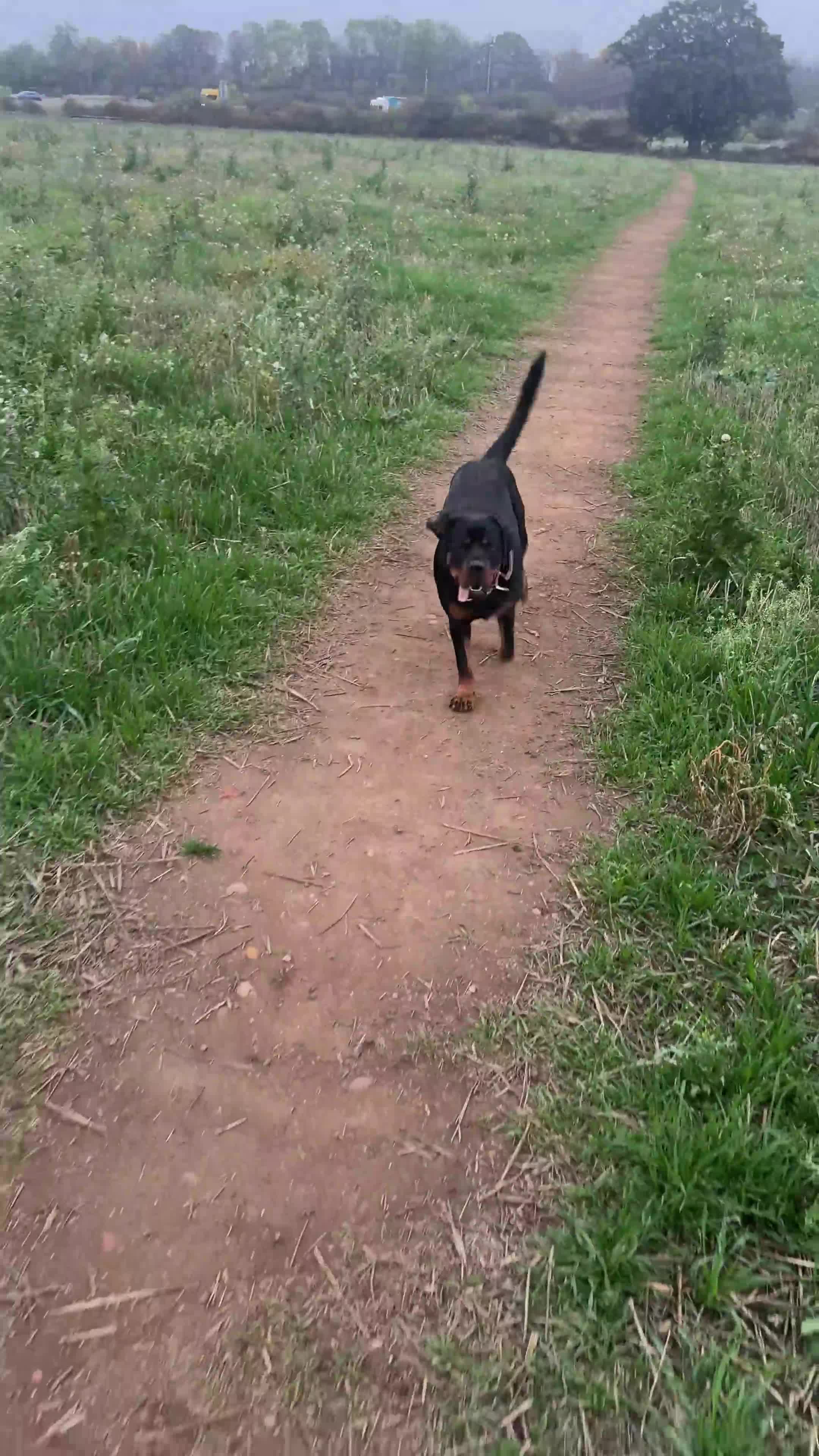 Rottweiler dogs for sale: 8 month old female Rottweiler for sale  - Video 1