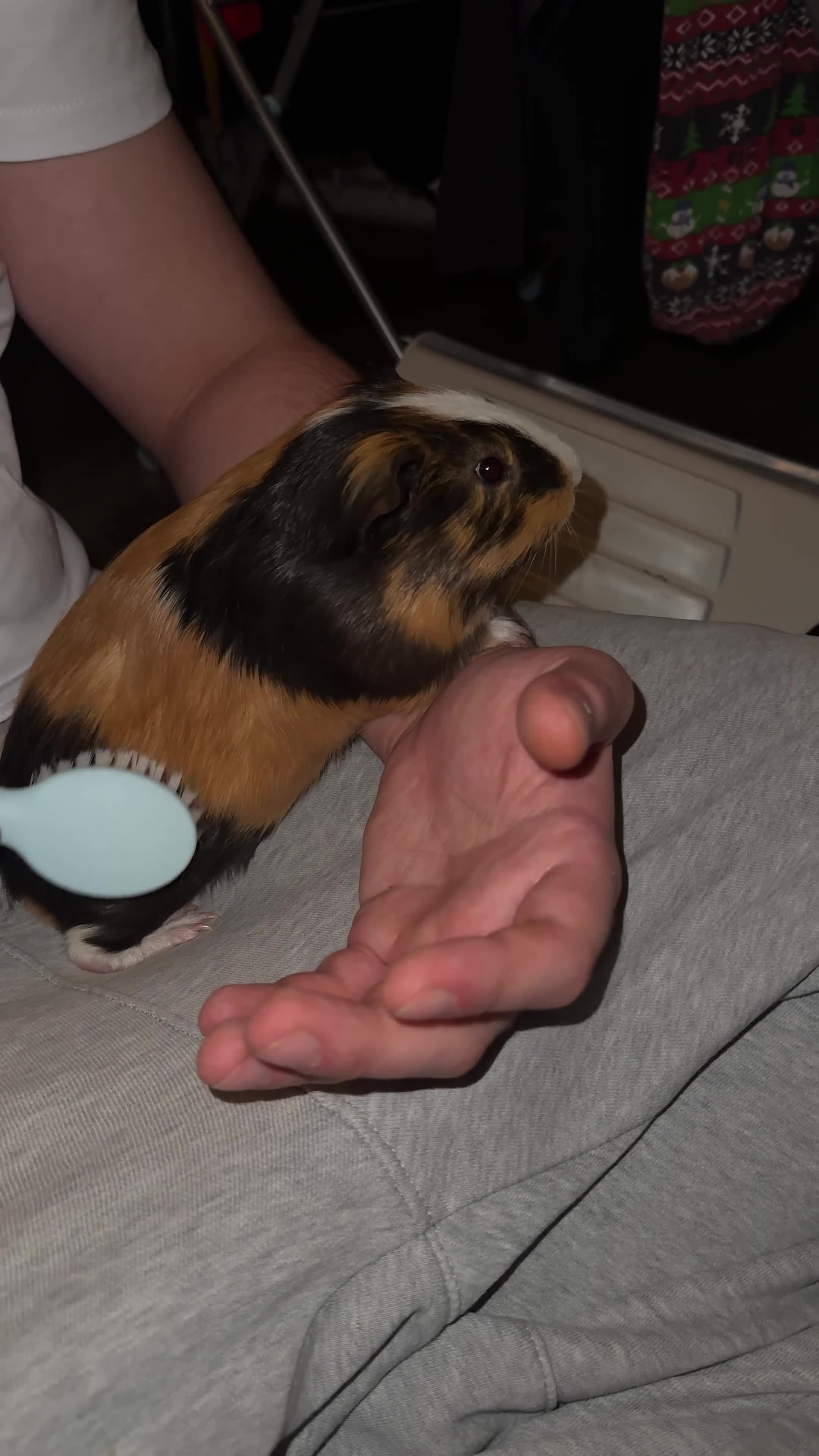 Guinea Pig rodents for sale: 2 Male Guinea Pigs - Video 1