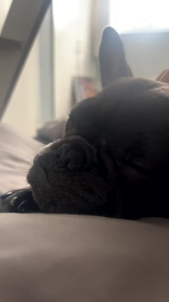 French Bulldog dogs for sale: Blue girl French bulldog - Video 1