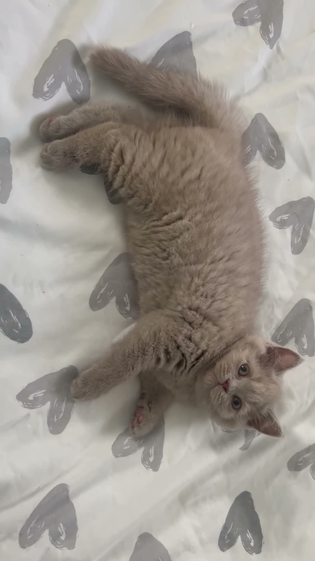 British Shorthair cats for sale: Two beautiful british shorthairs - Video 1
