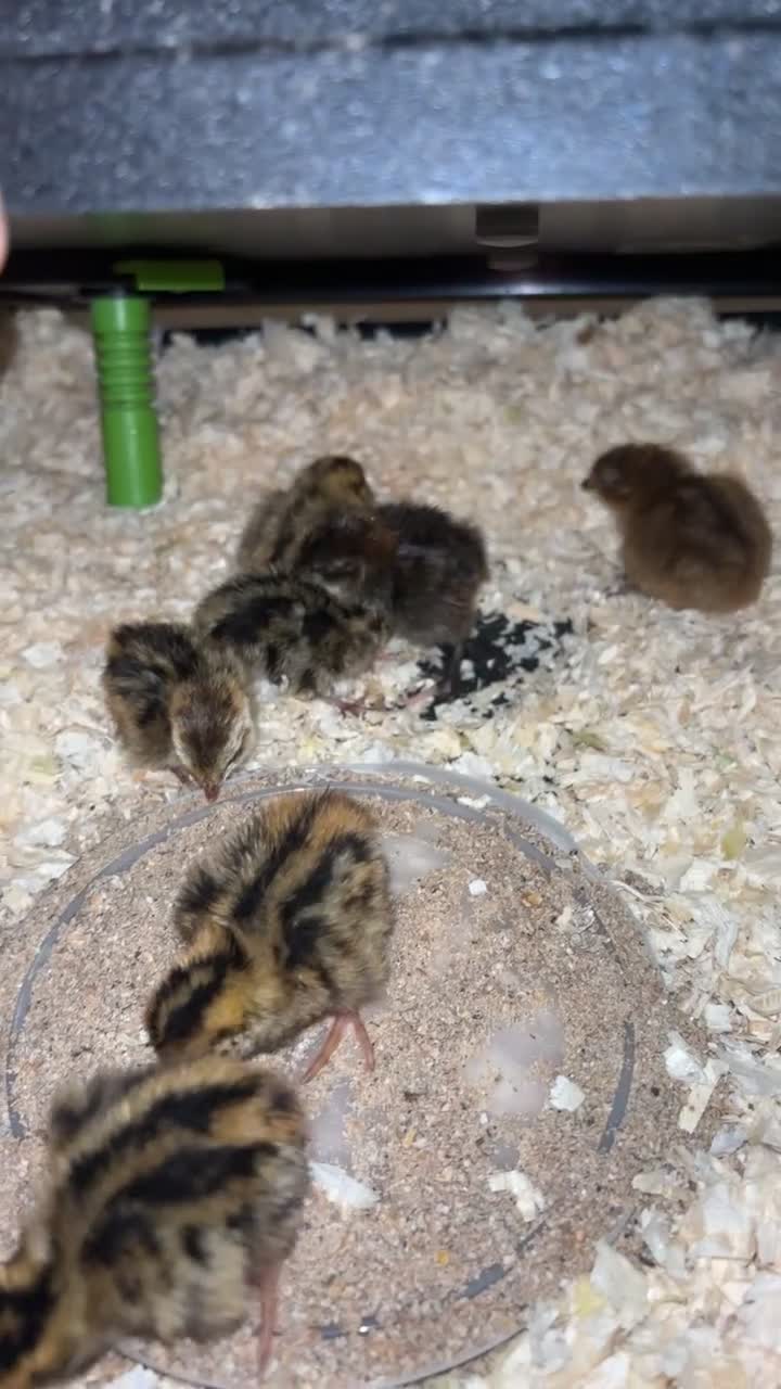 Quail poultry for sale: coloured corturnix quails - Video 1