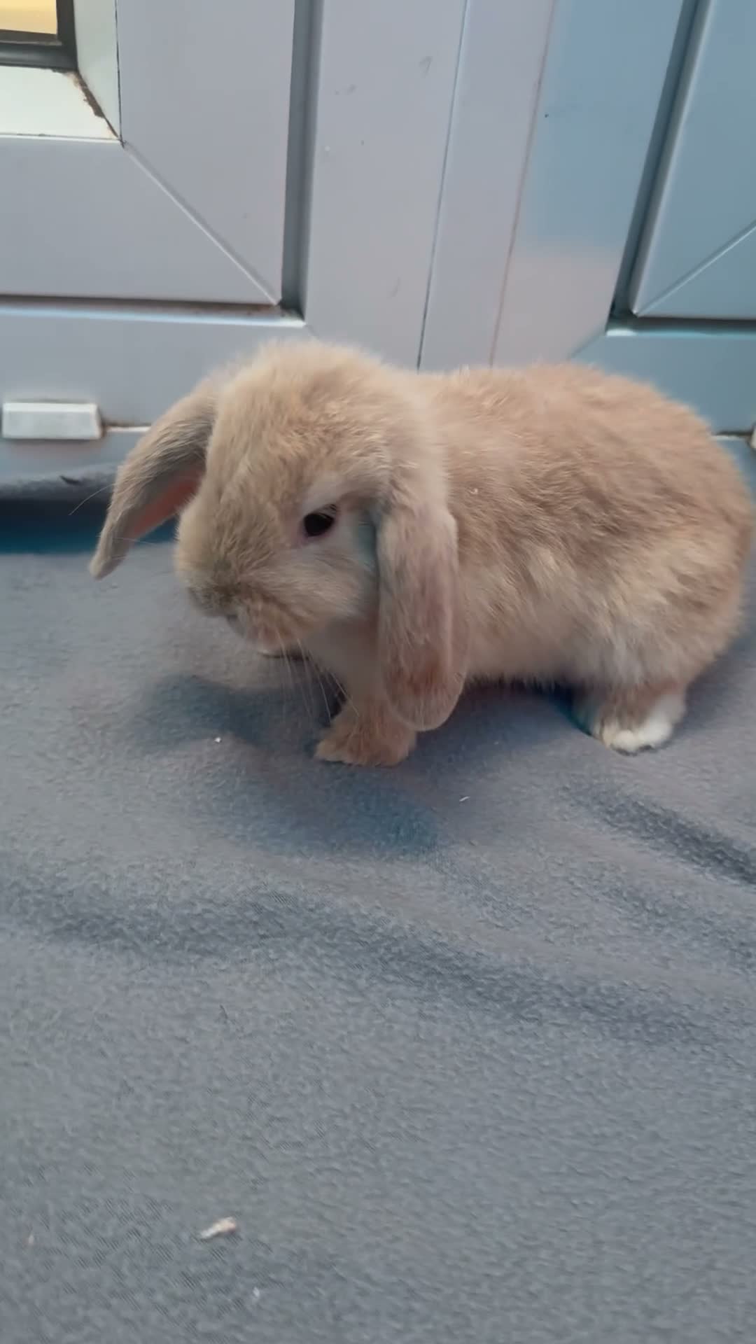 Mini Lop rabbits for sale: Mini loop bunnies  - Video 1