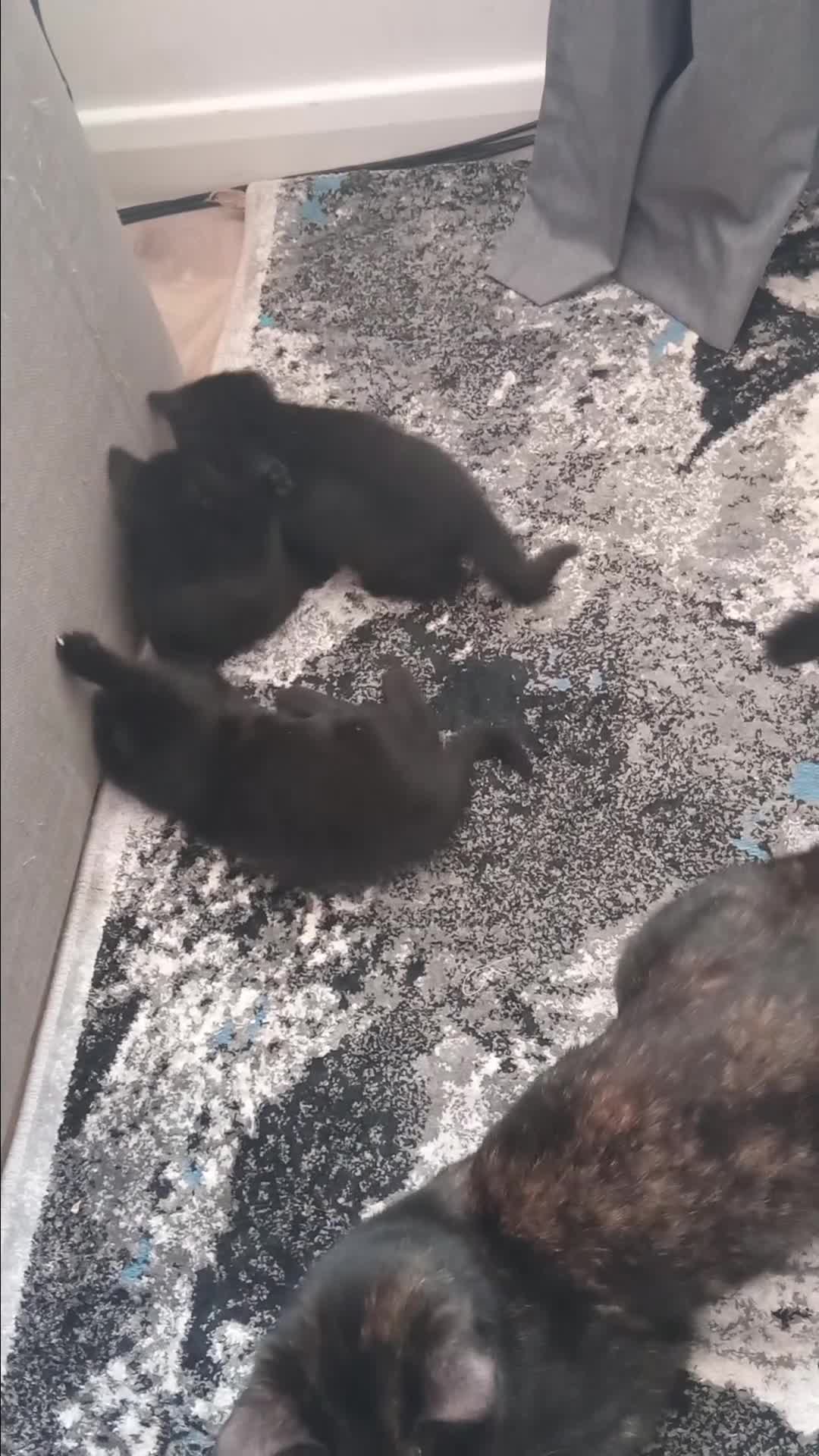 British Shorthair cats for sale: adorable tortieshell kittens  - Video 1