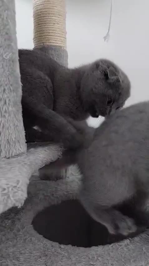 Scottish Fold cats for sale: URGENT!! Gorgeous Scottish folds/straight kittens! - Video 1