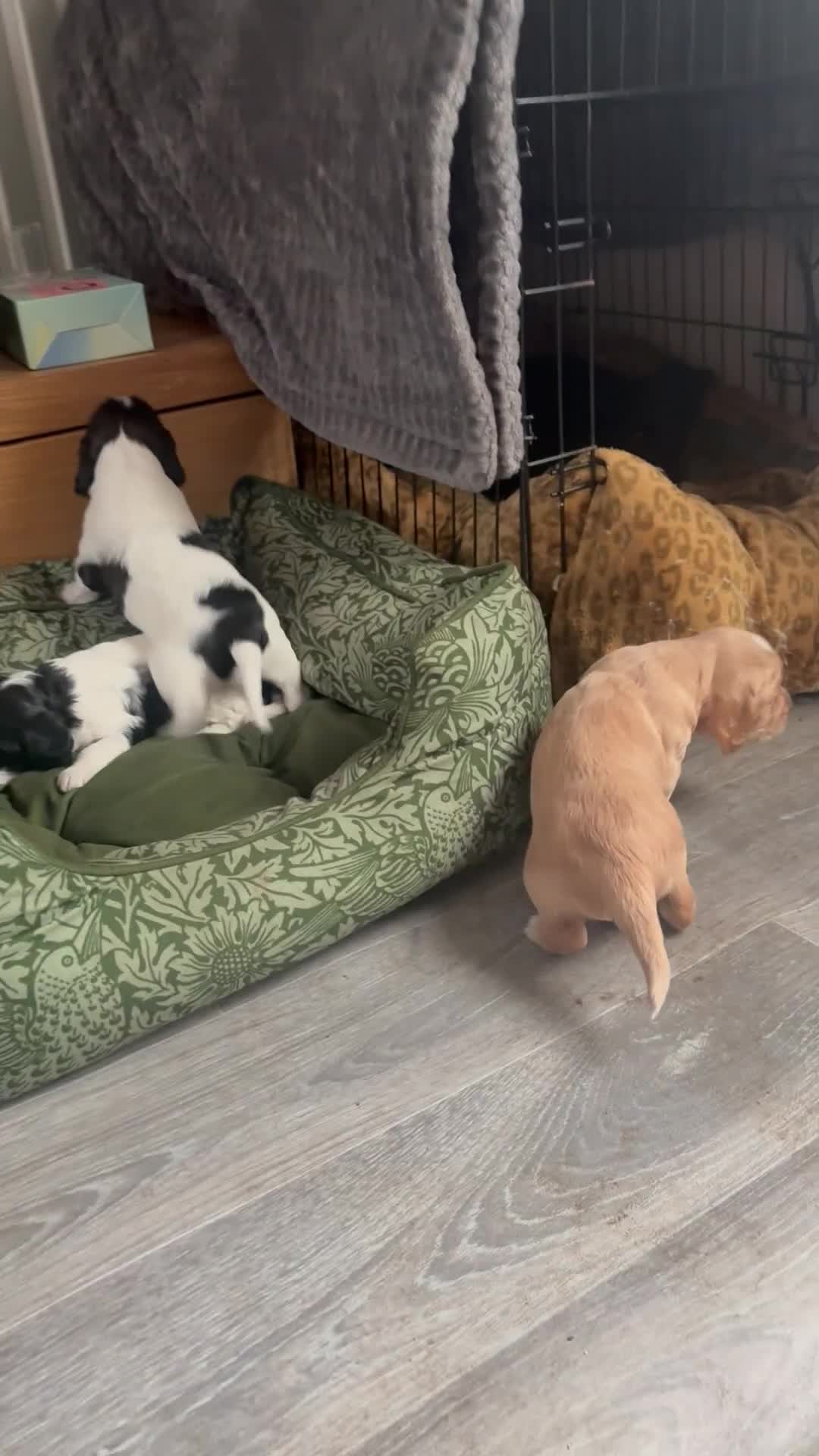 Cockapoo dogs for sale: Unique Cockapoo Puppies - Video 2