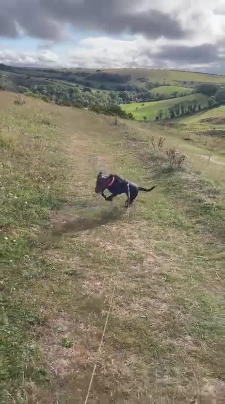 Mixed Breed dogs for adoption: Poppi chocolate Lab cross pointer - Video 2