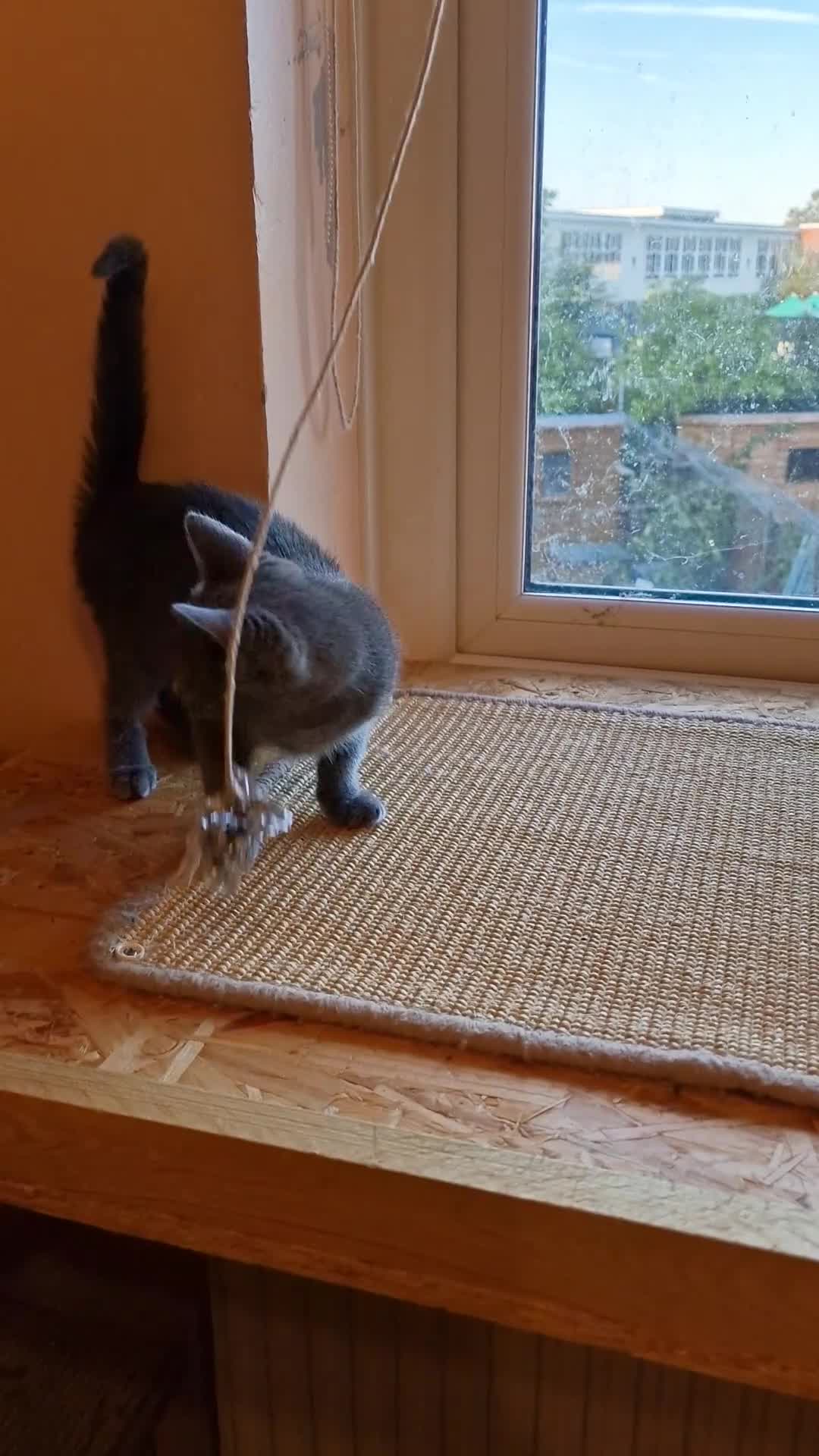 Russian Blue cats for sale: Russian Blue Female kitten for sale - Video 1
