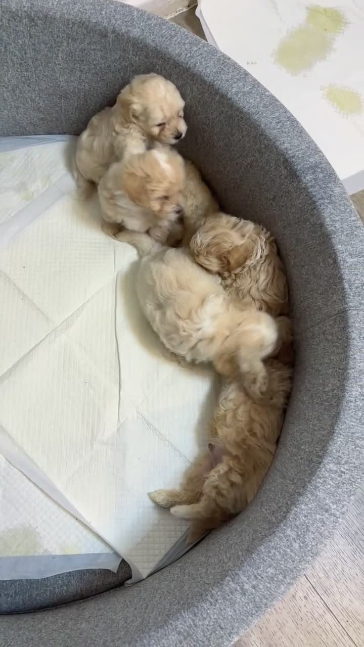 Maltipoo dogs for sale: Maltipoo puppies  - Video 1