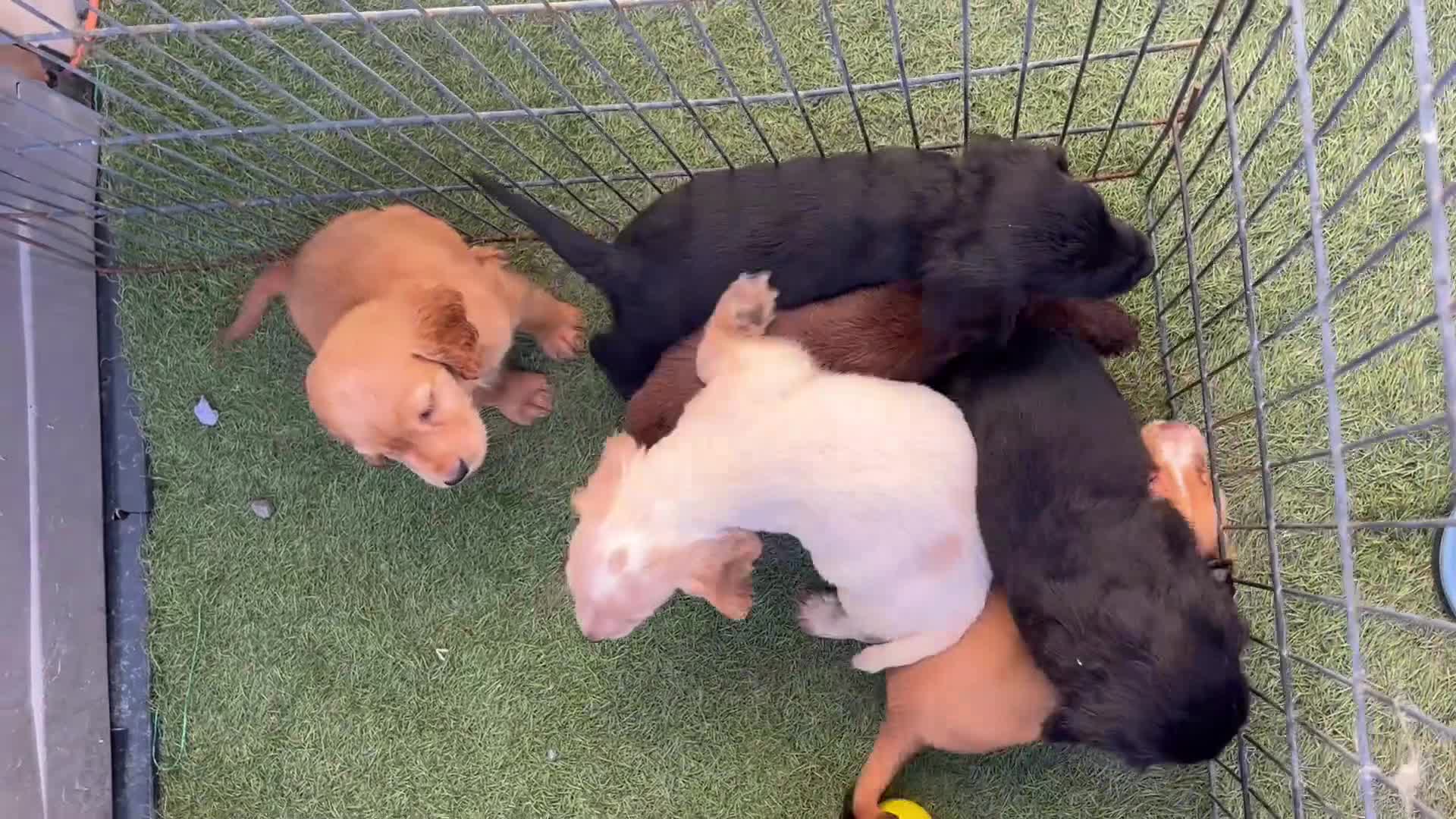 Cocker Spaniel dogs for sale: ⭐️Cocker spaniel puppies ready now ⭐️ - Video 1