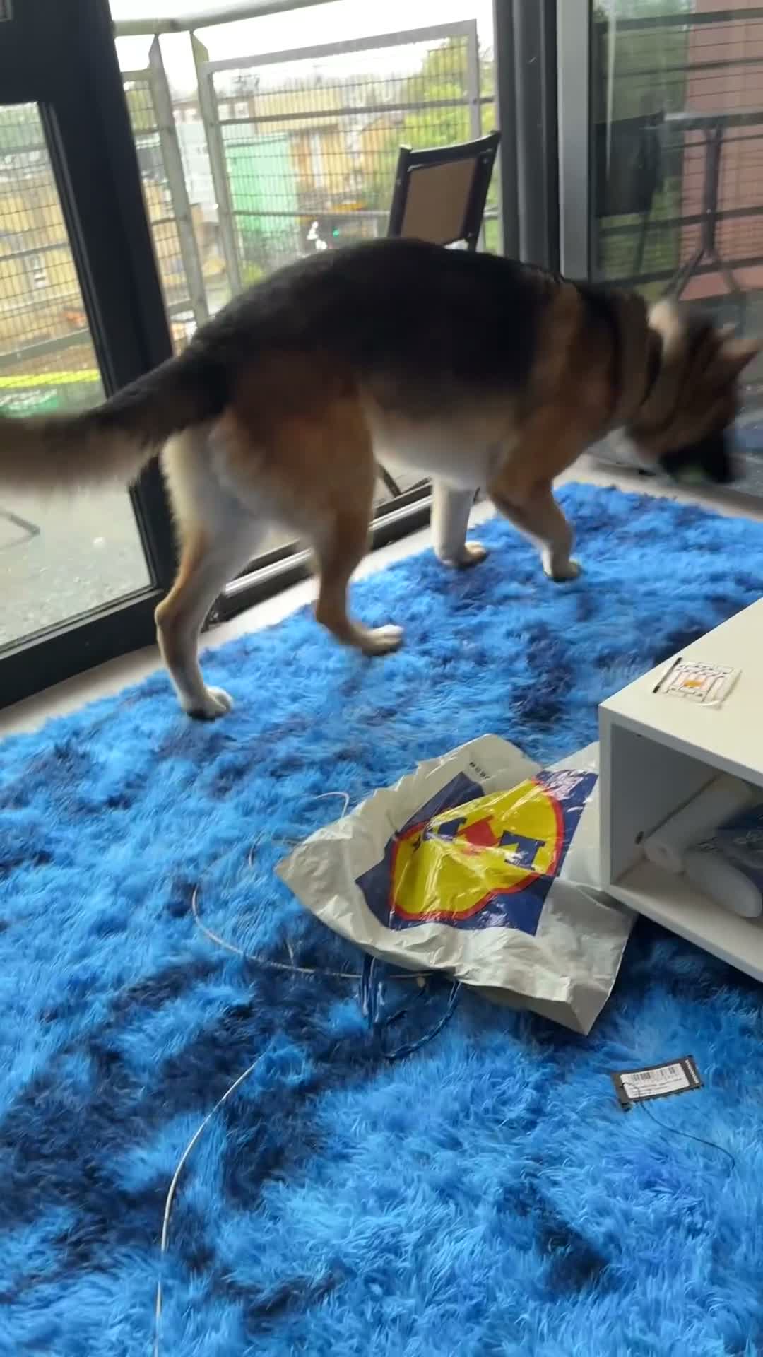 Mixed Breed dogs for sale: 2 Year Old German Shepard/Akita Mix  in London - Video 4