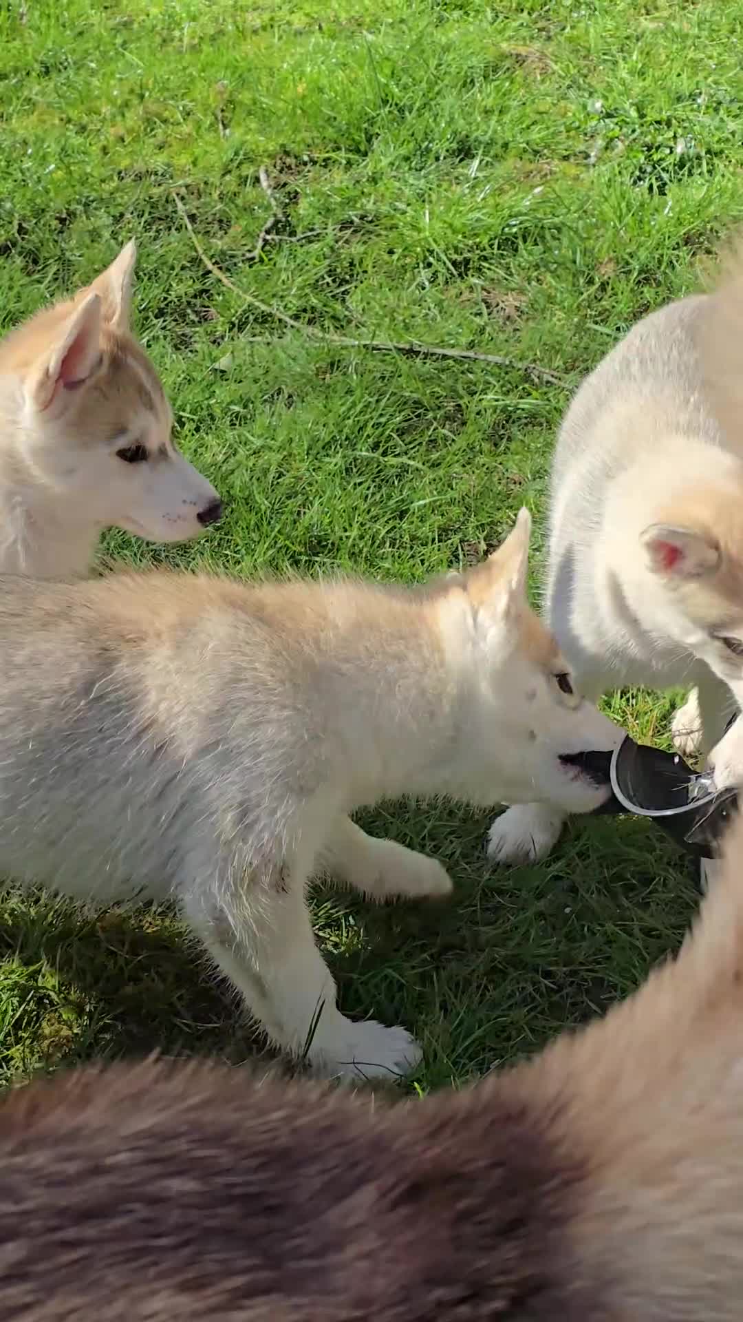 Siberian Husky dogs for sale: Beautiful KC Reg Siberian Husky Puppies - Video 1