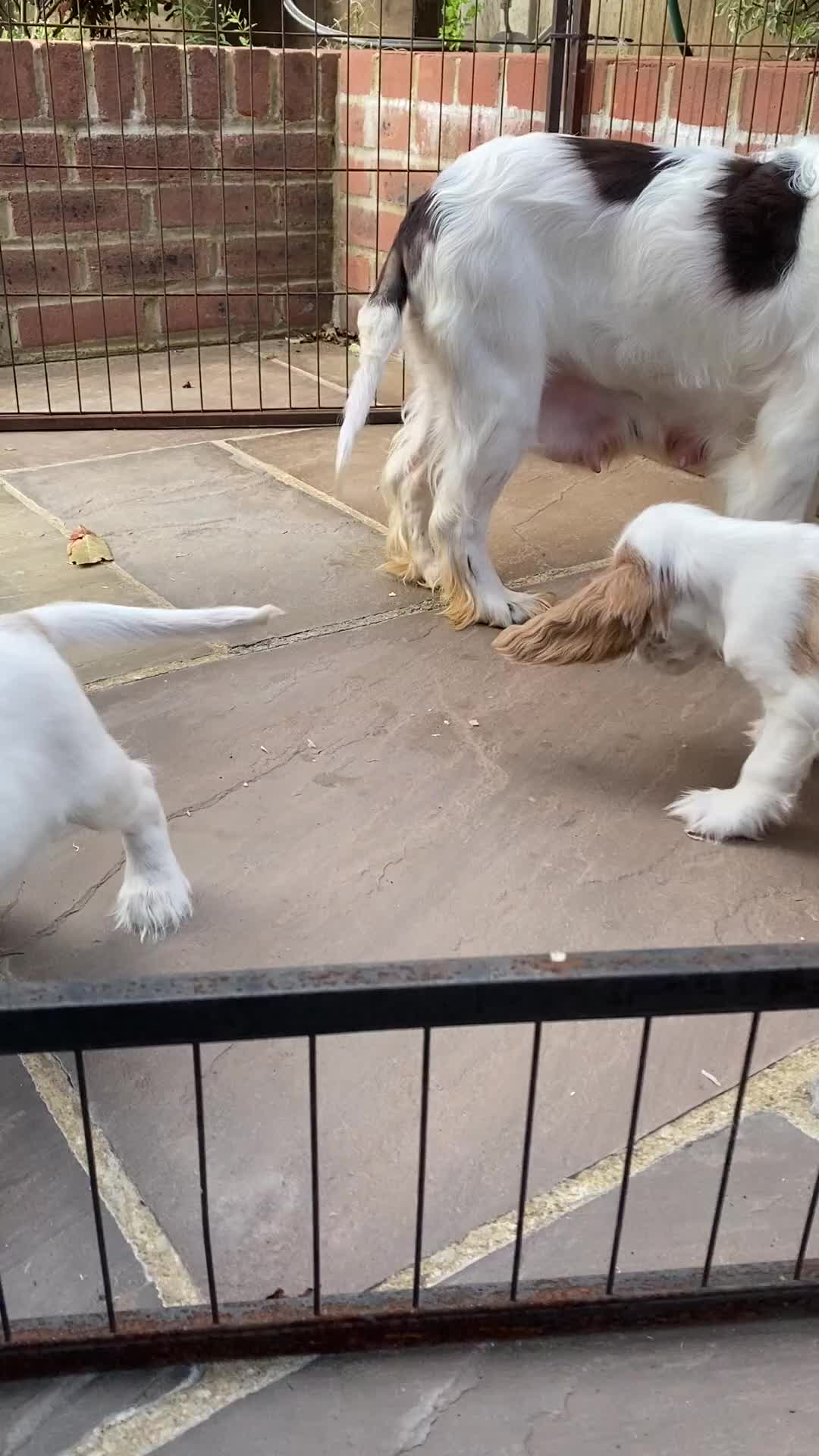 Cocker Spaniel dogs for sale: OUT STANDING  GORGEOUS SHOW TYPE COCKER SPANIEL  - Video 4