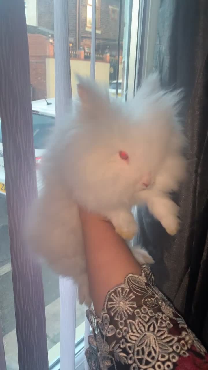 Lionhead rabbits for sale: Two beautiful snowwhite lionheads 🐰 ❄️ 😍 - Video 2