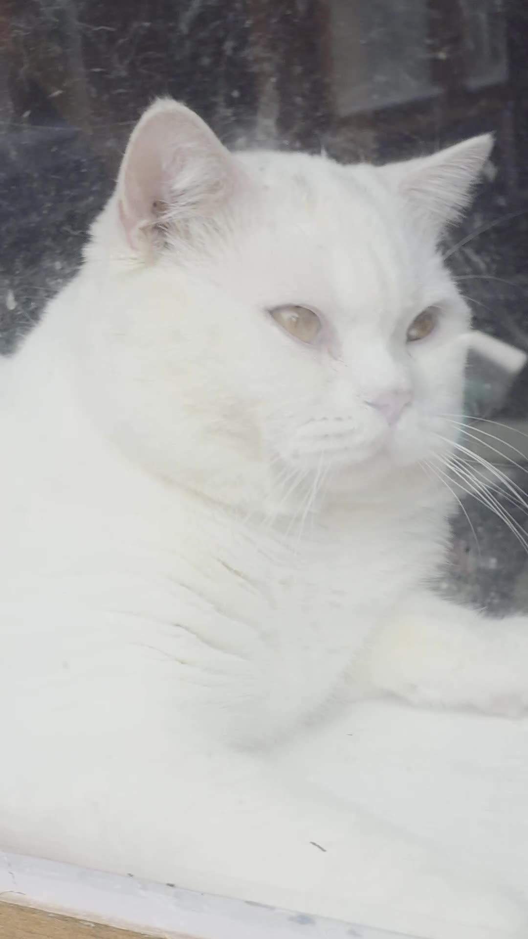 British Shorthair cats for stud: Proven White British Shorthair Stud Available 🤍 - Video 1
