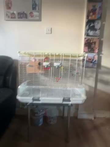 Budgerigars birds for sale: Breeding Pair of Budgies for Sale – £50  in Lowestoft - Video 1