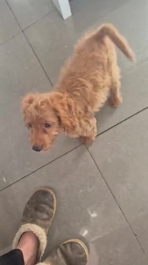 Cockapoo dogs for sale: Last f1B girl ready now - fully vac - Video 1