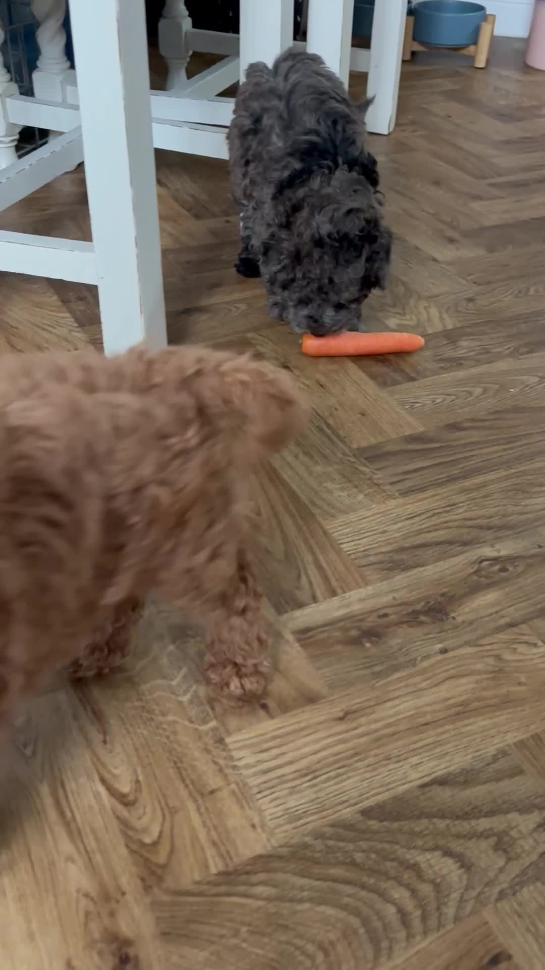 Mixed Breed dogs for sale: Smaller sized toy x mini poodle puppies  - Video 1