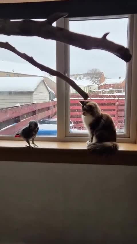 Parrots birds for sale: Beautiful African Grey Parrot in Aviemore - Video 1