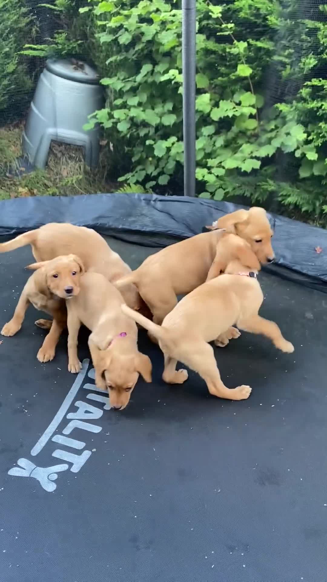 Labrador Retriever dogs for sale: Fox Red lab puppies for sale - Video 1