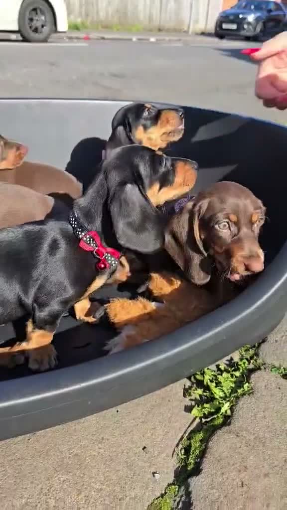 Dachshund dogs for sale: Medium sized' short legged Dachshund puppies - Video 2