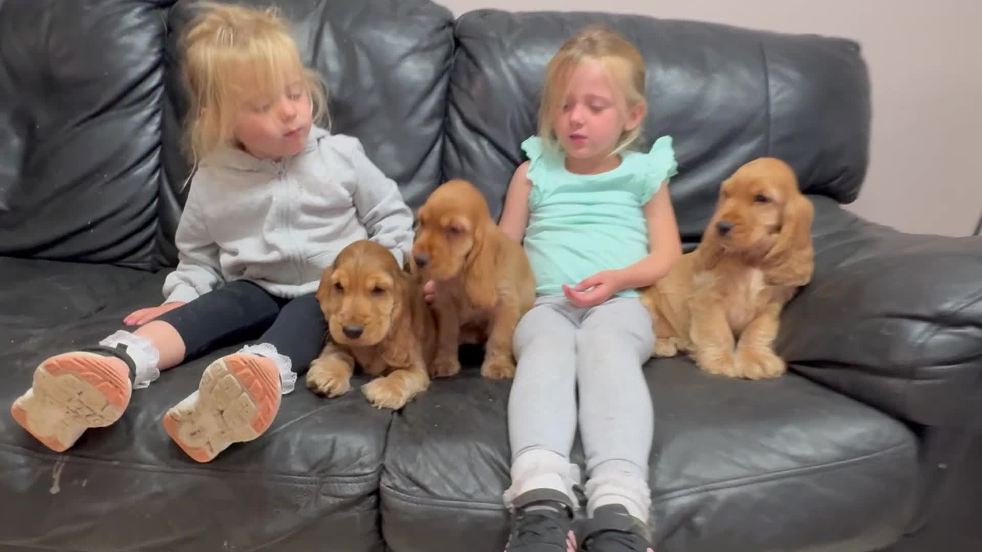 Cocker Spaniel dogs for sale: Outstanding KC Show Cocker Spaniels - Video 1