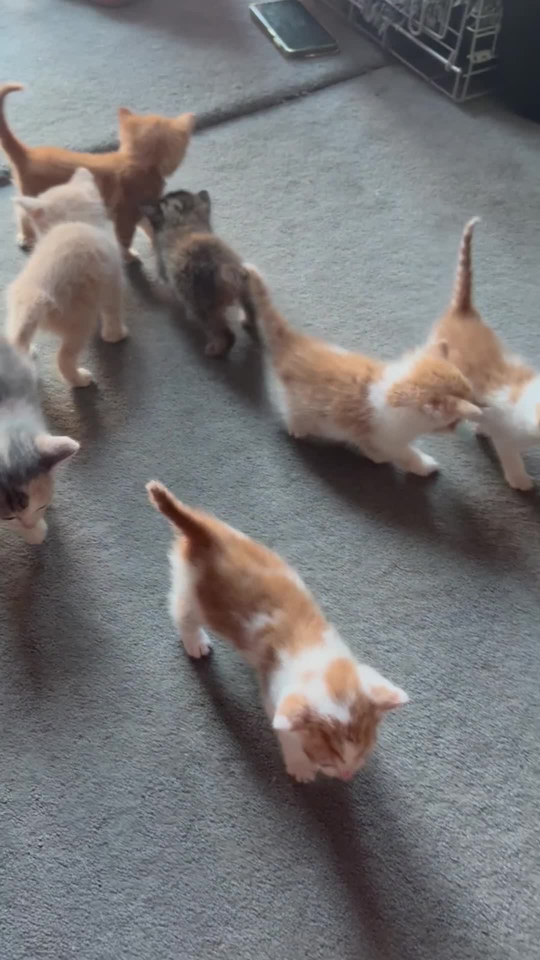 Mixed Breed cats for sale: Kittens for sale - Video 1