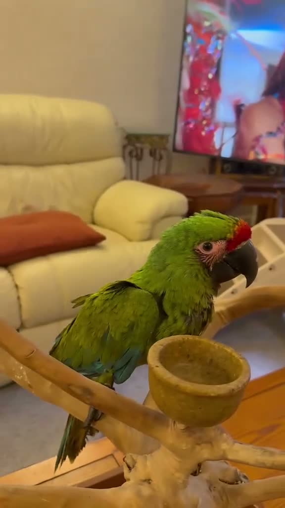 Macaws birds for sale: Military Macaws Babies Hand Reared-Male and Female - Video 3