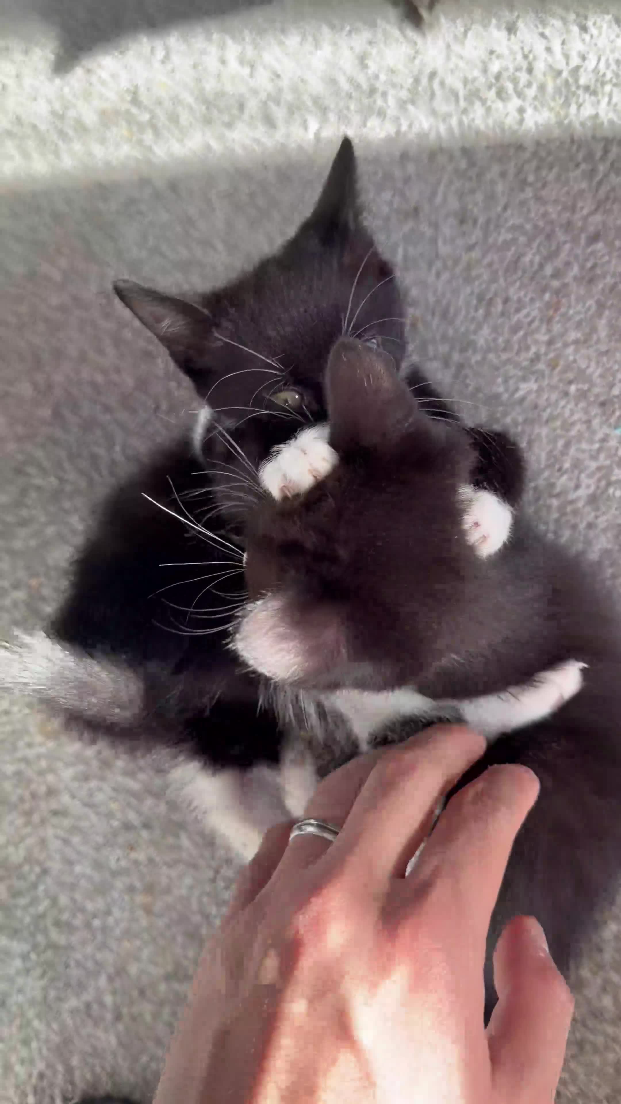 Domestic Shorthair cats for sale: Adorable Kittens Looking for Loving Homes 🐾 in Slough - Video 1