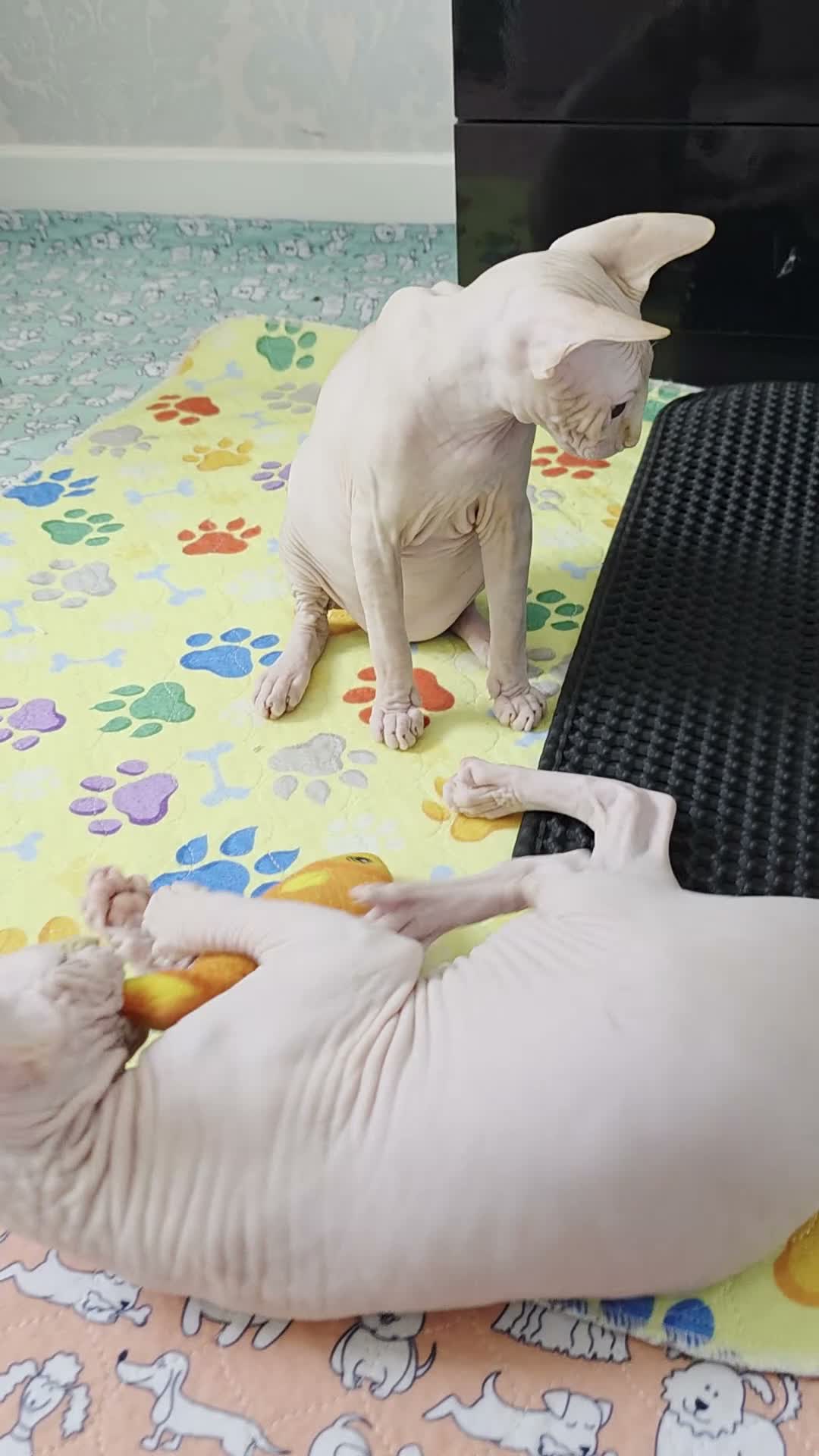 Sphynx cats for sale: 2 Stunning Sphynx Boys – Ready Now 💙 - Video 3