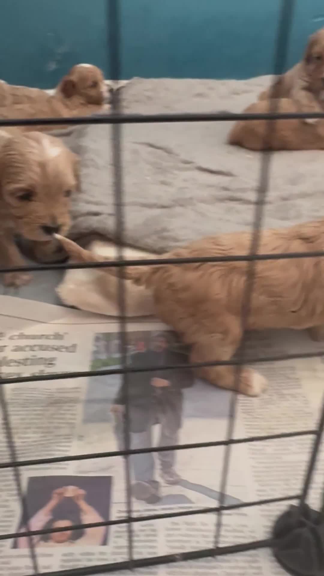 Mixed Breed dogs for sale: Gorgeous Cavapoochon Puppies 🐶  - Video 1