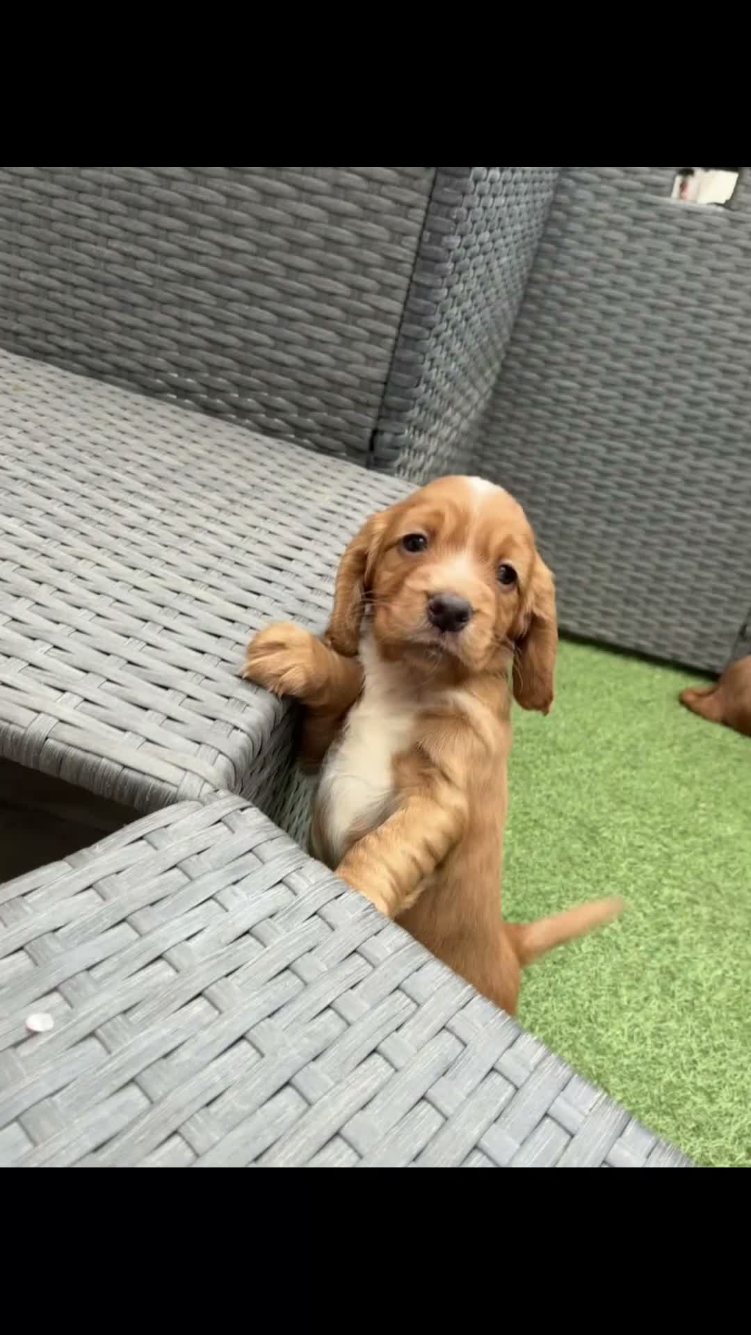 Cocker Spaniel dogs for sale: Red KC cocker spaniel puppies  - Video 2