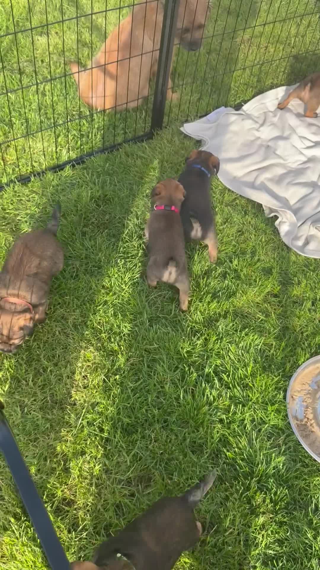 Border Terrier dogs for sale: Stunning Border Terrier Puppies - Video 2