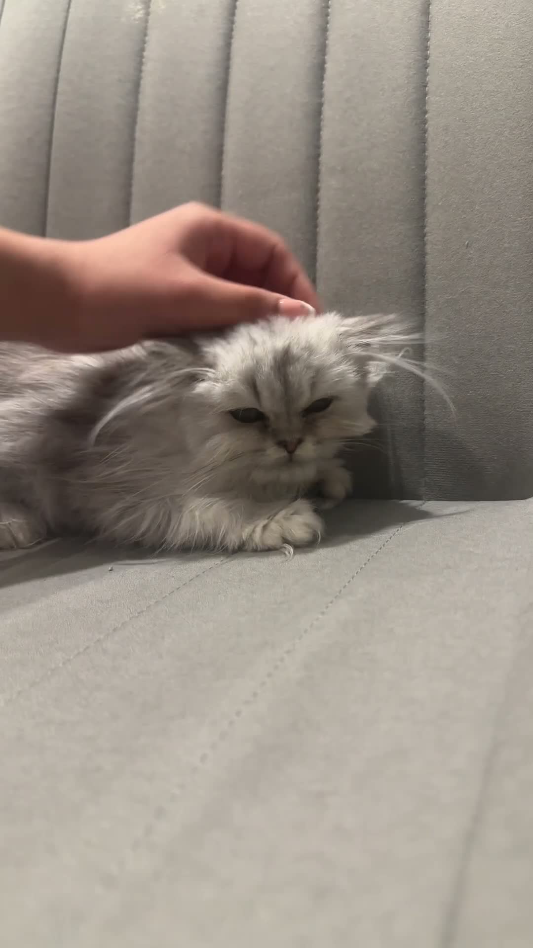Scottish Fold cats for sale: Scottish fold x Persian kittens  - Video 3