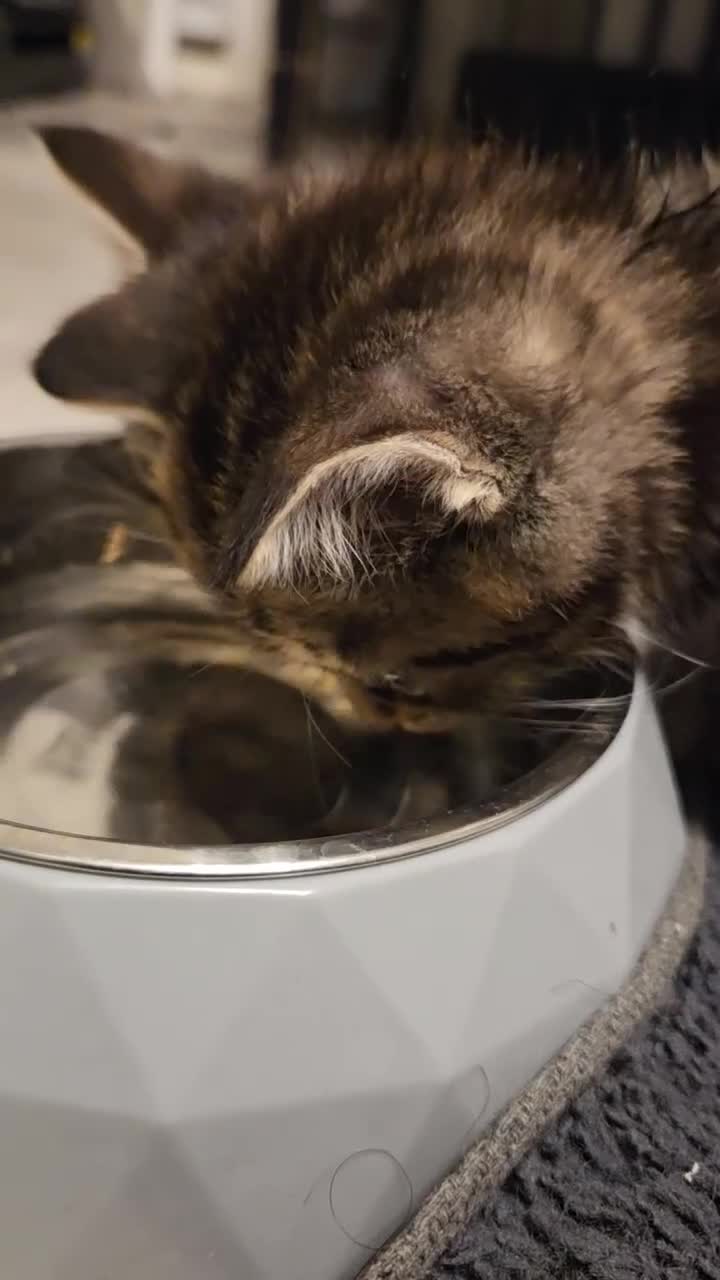 Mixed Breed cats for sale: 5 Adorable Kittens Ready for New Homes! - Video 2