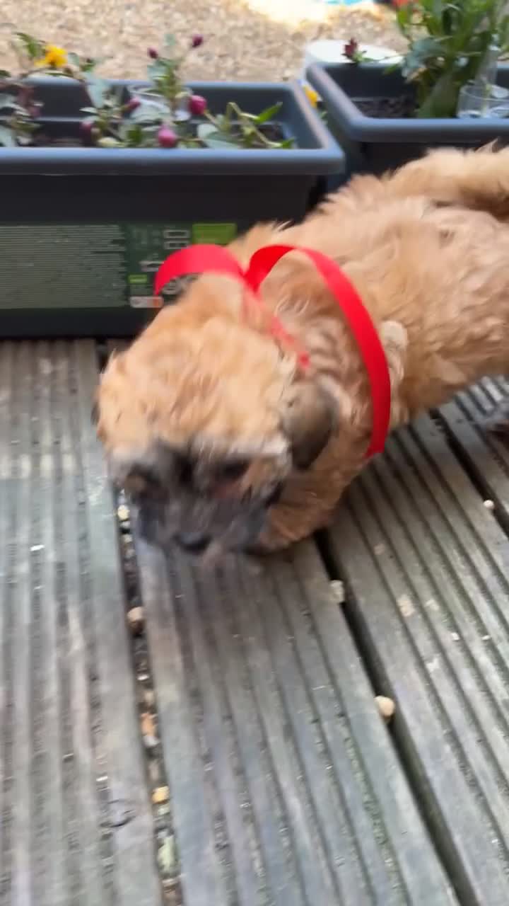 Yochon dogs for sale: Beautiful puppies looking for loving homes - Video 3