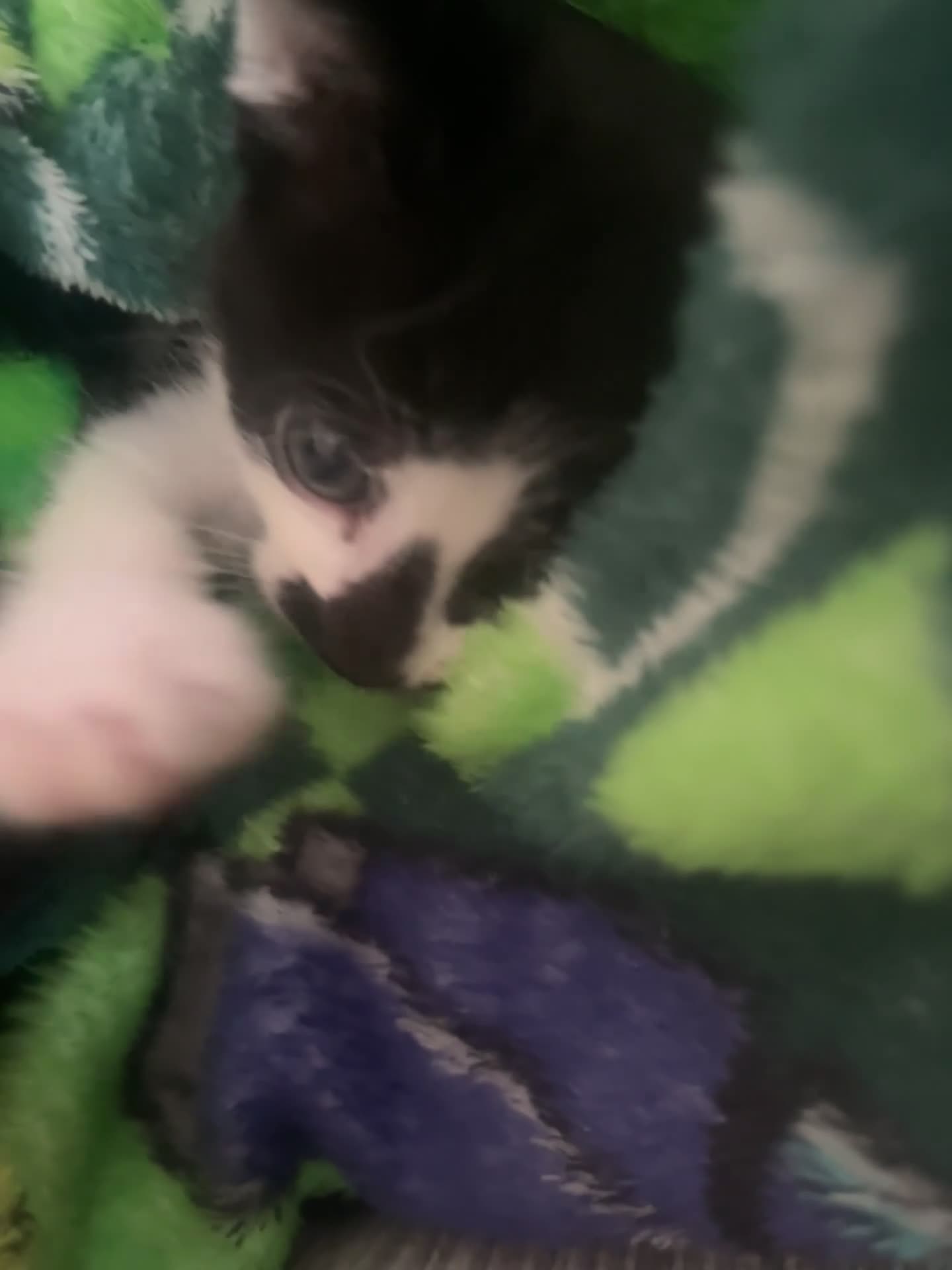 Mixed Breed cats for sale: Female kittens in Didcot - Video 1