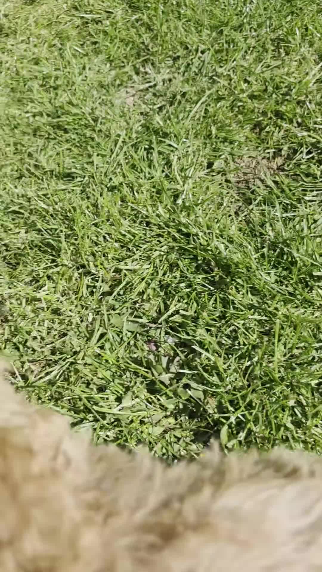 Poochon dogs for sale: Boys 850 , Girls 1050  - Video 2