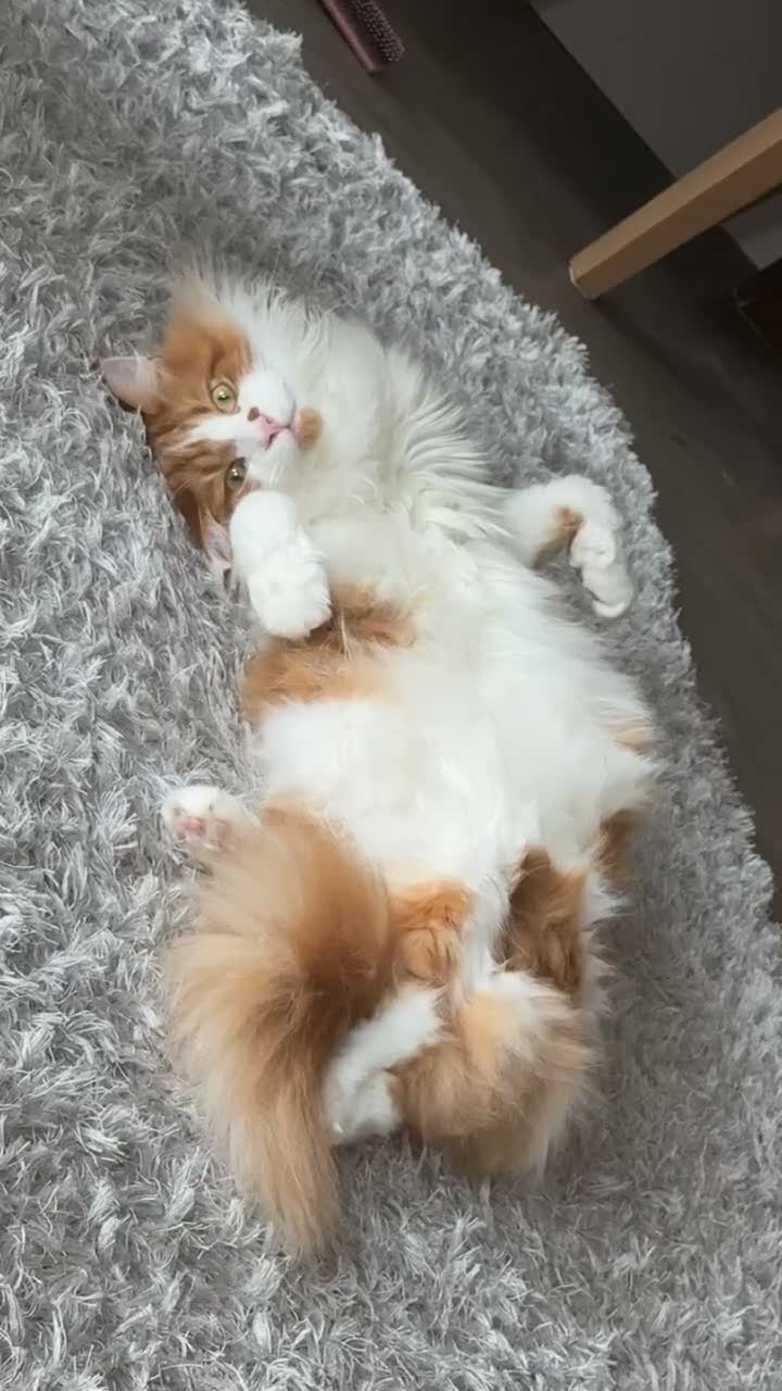 Maine Coon cats for sale: 2 year old main coon  - Video 1