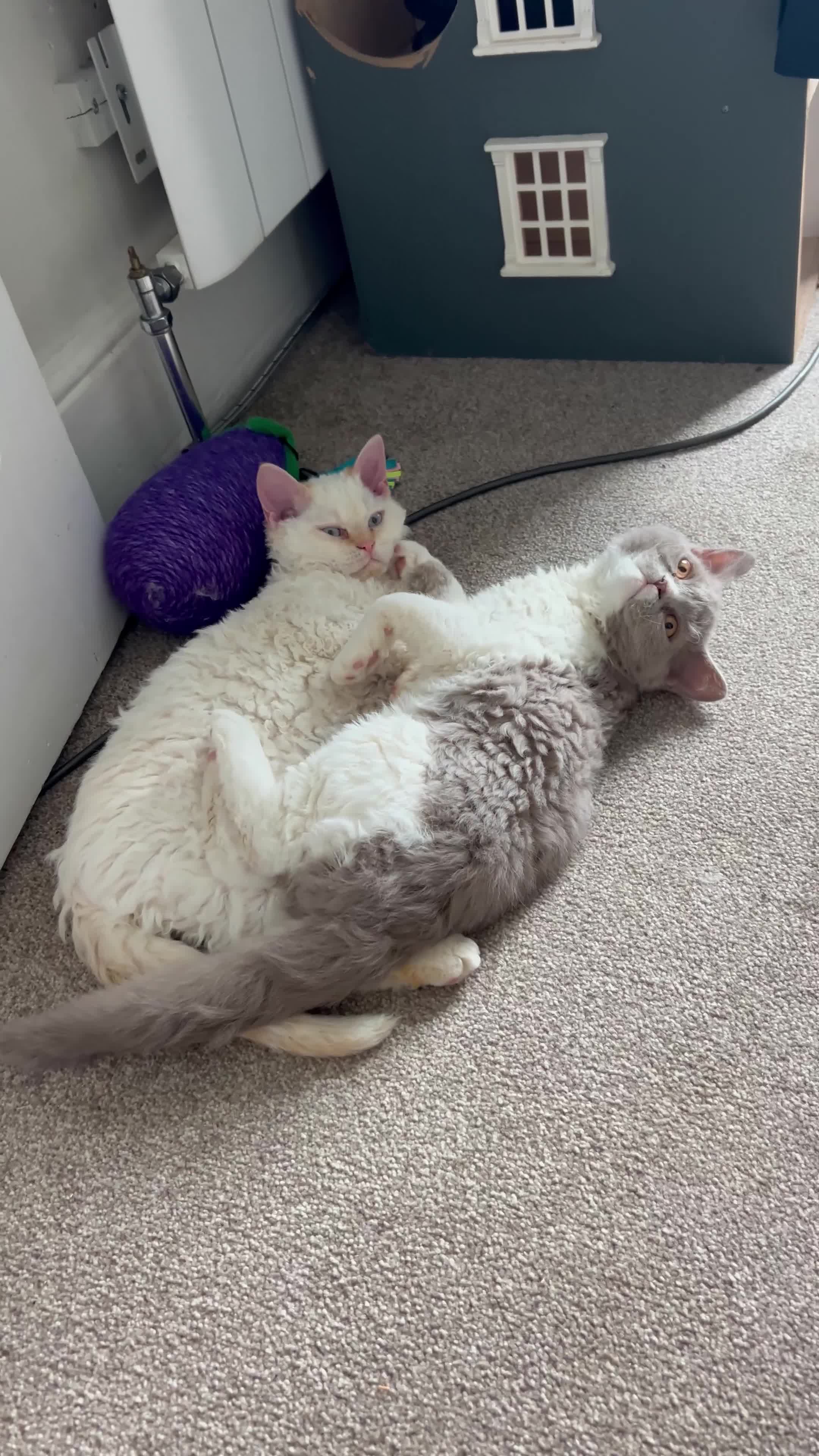 Selkirk Rex cats for sale: Gorgeous Selkirk Rex kittens - Video 2