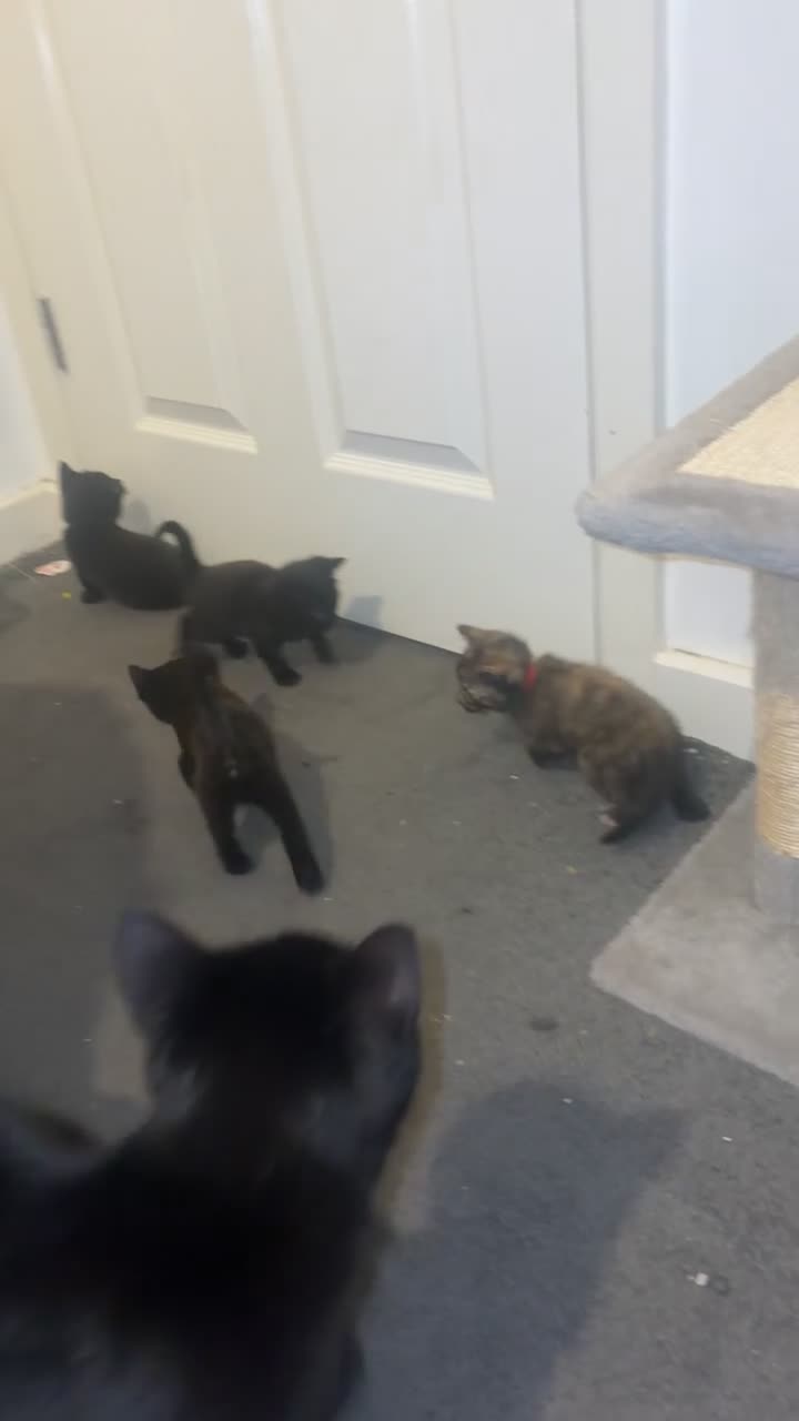 Mixed Breed cats for sale: 2 gorgeous Male kittens - Video 3