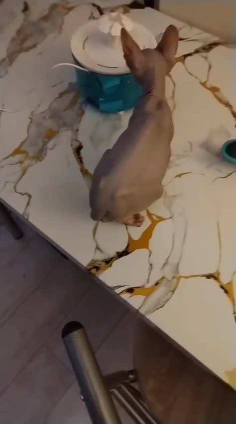 Sphynx cats for sale: Beautiful blue tabby girl - Video 2